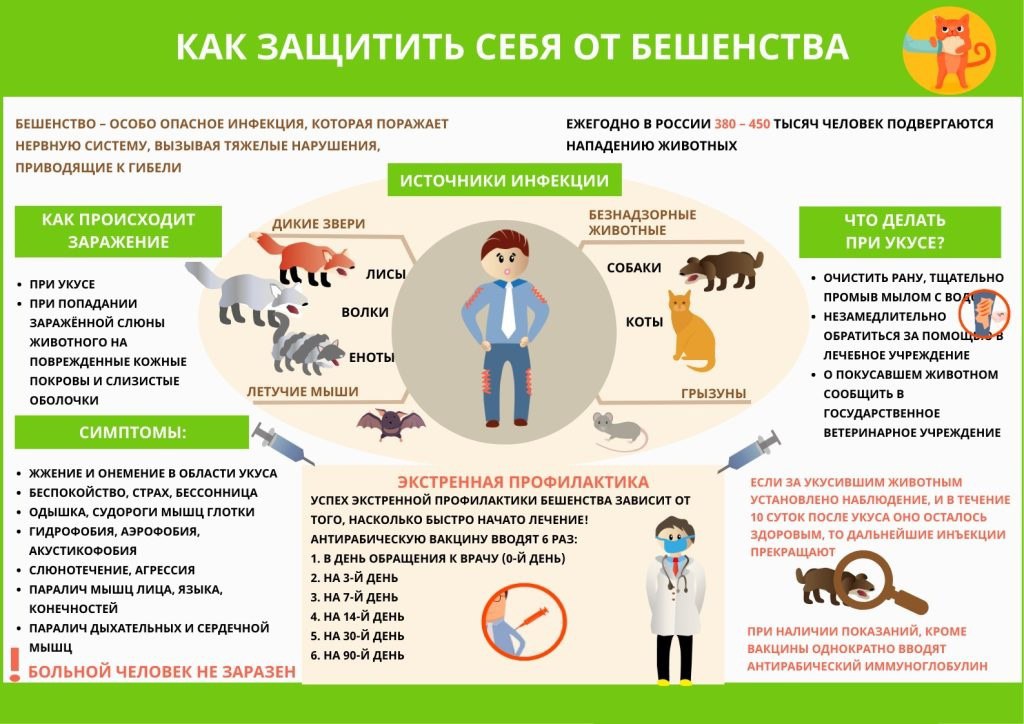 Памятка для населения по профилактике бешенства.